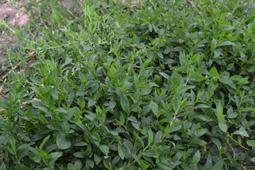 Annual herbaceous plant. Green leaves, bushes. Field. Knotweed bird, Polygonum aviculare