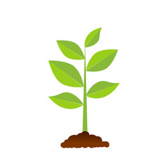 Fototapeta na wymiar The tree that grows from seed is a big tree with green color and the seedlings grow into a big tree. Vector illustration