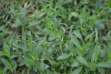 Annual herbaceous plant. Green leaves, bushes. Gardening, Field plant. Home garden, bed. Knotweed bird, Polygonum aviculare