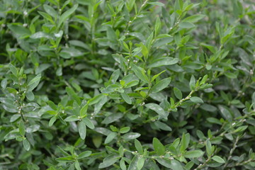 Annual herbaceous plant. Green leaves, bushes. Gardening, Field plant. Home garden, flower bed. House. Knotweed bird, Polygonum aviculare