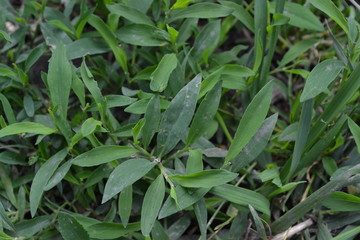 Field plant. Knotweed bird, Polygonum aviculare. Annual plant