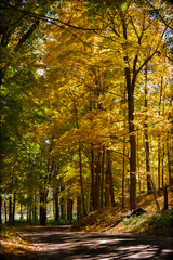 Naklejka premium Curving road in woods with fall colors in dappled sunlight in evening