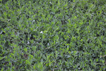 Green leaves, bushes. Field plant. Home garden, flower bed. House. Knotweed bird, Polygonum aviculare. Annual herbaceous plant