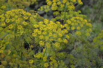 Green. Dill. Monotypic genus of short-lived annual plants. Anethum graveolens. Popular seasoning