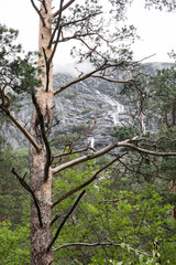 Landschaft um Andalsnes, Norwegen / Baum und Wald im Vordergrund, Berge im Hintergrund