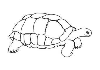 graphic sea turtle,vector illustration of sea turtle,vector of turtle design on a white background