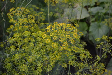 Fototapeta premium Green leaves. Gardening. Dill. Monotypic genus of short-lived annual herbaceous plants. Anethum graveolens. Essential oil. Popular cooking seasoning