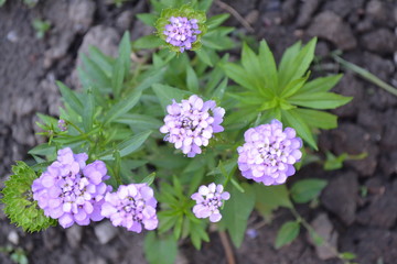 Green leaves, bushes. Gardening. Home garden, flower bed. House, field, farm, village. Beautiful purple inflorescences. Small flowers. Iberis. Iberis umbellifera. Herb, flower