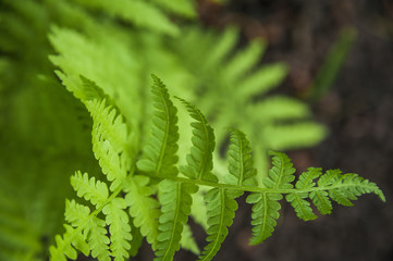 Background from fern close up and copy space. Texture of natural fern leaf macro.