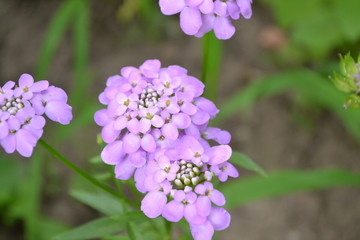 Green. Beautiful purple inflorescences. Small flowers. Iberis. Iberis umbellifera