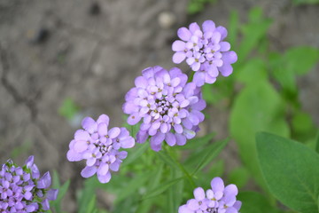 Green. Gardening. Beautiful purple inflorescences. Small flowers. Iberis. Iberis umbellifera. Herb, flower