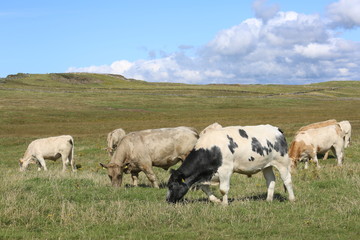 Naklejka na ściany i meble Cattle grazing in a field in ireland