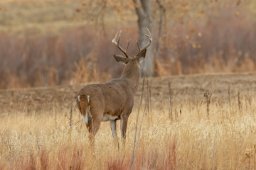 Obraz premium Whitetail Deer Buck in Autumn