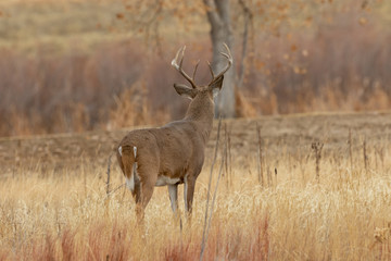 Whitetail Deer Buck in Autumn