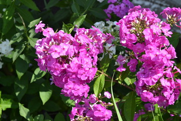 Green. Phlox flower. Perennial plant. High branches. Purple flowers