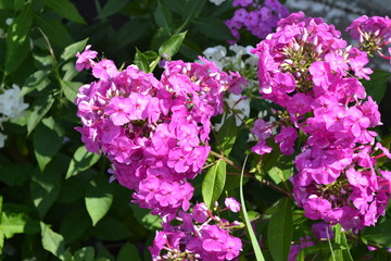 Obraz premium Green. Phlox flower. Perennial plant. High branches. Purple flowers
