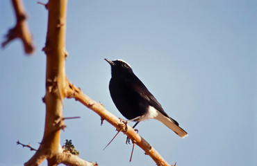 Steinamsel im Sinai