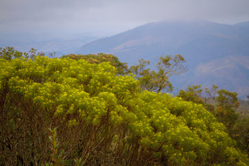 Fototapeta na wymiar Vegetation of Ibitipoca State Park, Minas Gerais, Brazil.