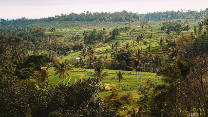 Obraz premium Terrasses de riz aux couleurs vertes