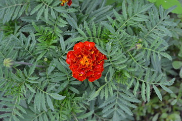 Green leaves. Gardening. Flower Marigold. Tagetes erecta. Flowering herb. Orange flowers