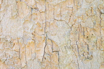 Old tree bark very detailed texture background