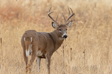 Whitetail Deer Buck in Autumn