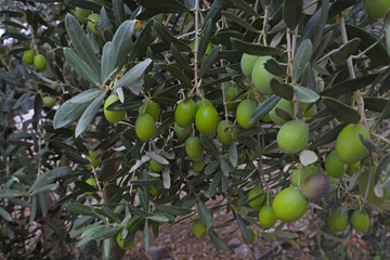 Olive trees in Izmir / Turkey