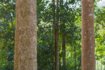 Fototapeta premium tree in the forest with blurred background