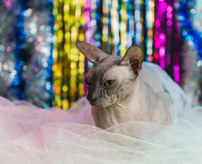 sphinx cat inside white veil fabric at colorful holiday background