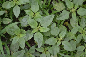 Amaranth. Amaranthus retroflexus. Green. Annual herbaceous plant. Weed