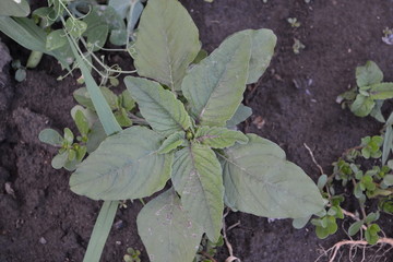 Amaranth. Amaranthus retroflexus. Green leaves, bushes. Gardening. Home. Annual herbaceous plant. Weed
