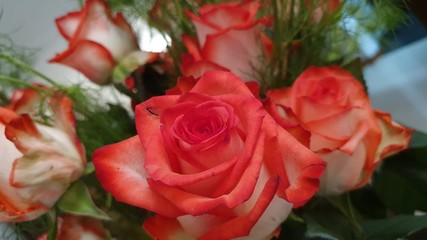 bouquet of red roses