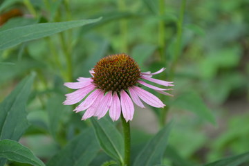 Home. Echinacea flower. Echinacea purpurea. Green leaves, bushes. Gardening. Perennial plant of the Asteraceae family. Curative flowering plant. Purple flowers