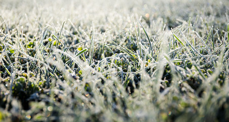 Morning dew froze on a green grass lawn and turned it into a white blanket