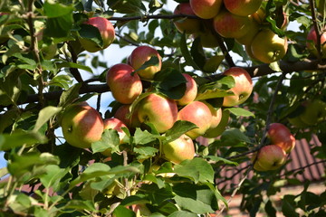 Apple. Garden. Fruitful trees, green leaves, large branches