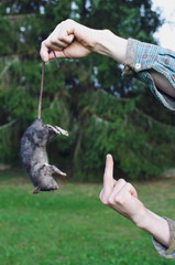 the struggle of the farmer with a rat is the worst pest in agriculture. the man shows an indecent...