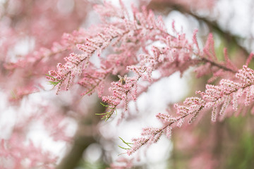 Light pink background from delicate tamarix flowers. Pink Blooming banche Tamarix tetrandra. Four Stamen Tamarisk. 