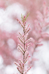 Light pink background from delicate tamarix flowers. Pink Blooming banche Tamarix tetrandra. Four Stamen Tamarisk. 