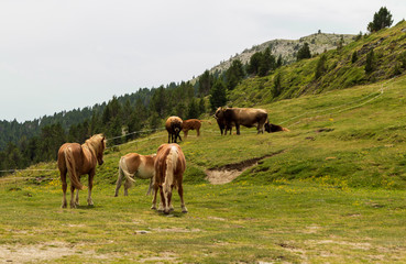 Fototapeta na wymiar Beautiful group of wild horses grazing in a landscape in Andorra at noon.