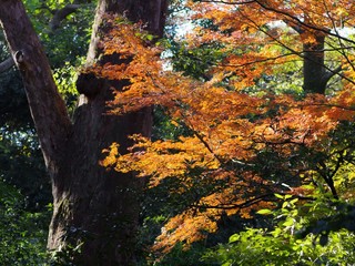 Obraz premium 紅葉