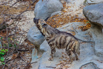 Striped hyena (Hyaena hyaena) on ground