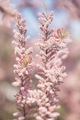 Honey bee among pink flowers Tamarix tetrandra, closeup, blurred background