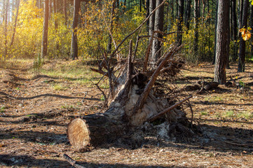 Uprooted and cut Pine tree. Forest autumn landscape