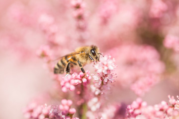 Honey bee among pink flowers Tamarix tetrandra, closeup, blurred background