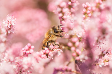 Honey bee among pink flowers Tamarix tetrandra, closeup, blurred background