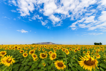 Obraz premium Beautiful sunflower field on summer with blue sky