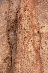 Red tree bark ,Old wood skin.texture.background