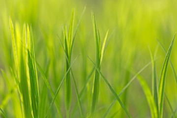 Green leaf and water drops close-up, natural green conception. Dew drops on green leaves, beautiful blurred bokeh background. green nature concept. earth day, save pure water concept.