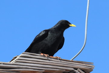 black raven on the fence