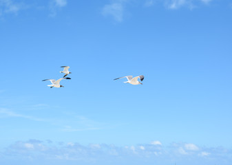 Flock of Seagulls Flying over ocean